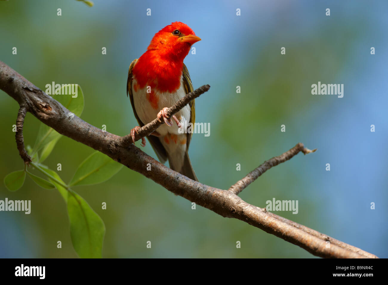 Testa rossa weaver bird su un ramo, il Parco Nazionale Kruger, Sud Africa Foto Stock