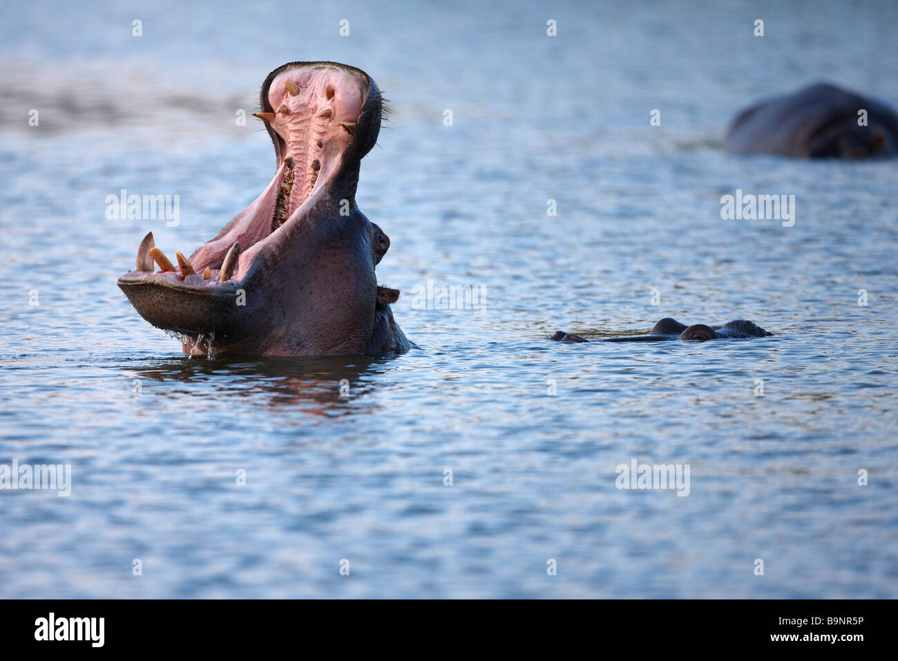 Ippopotamo sbadigli in un fiume, Parco Nazionale Kruger, Sud Africa Foto Stock