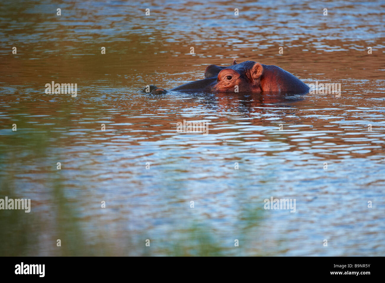 Diffidenti ippopotamo in un fiume, Parco Nazionale Kruger, Sud Africa Foto Stock