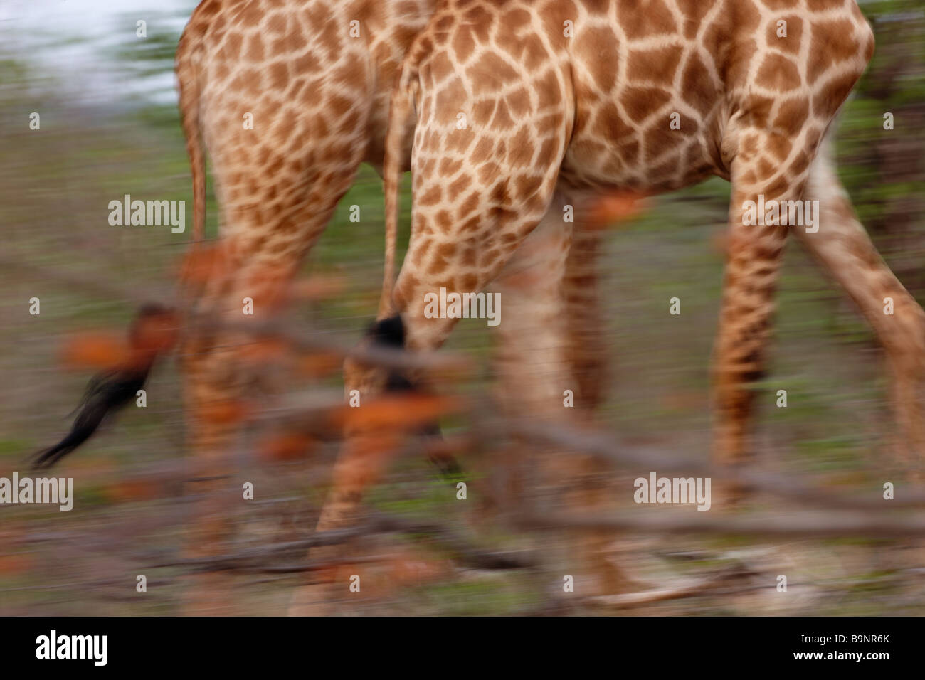Le giraffe in movimento, il Parco Nazionale Kruger, Sud Africa Foto Stock