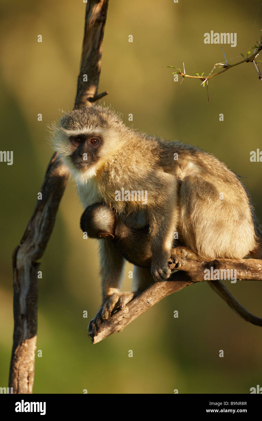 Vervet monkey trasporta un bambino su di un ramo di albero, Kruger National Park, Sud Africa Foto Stock