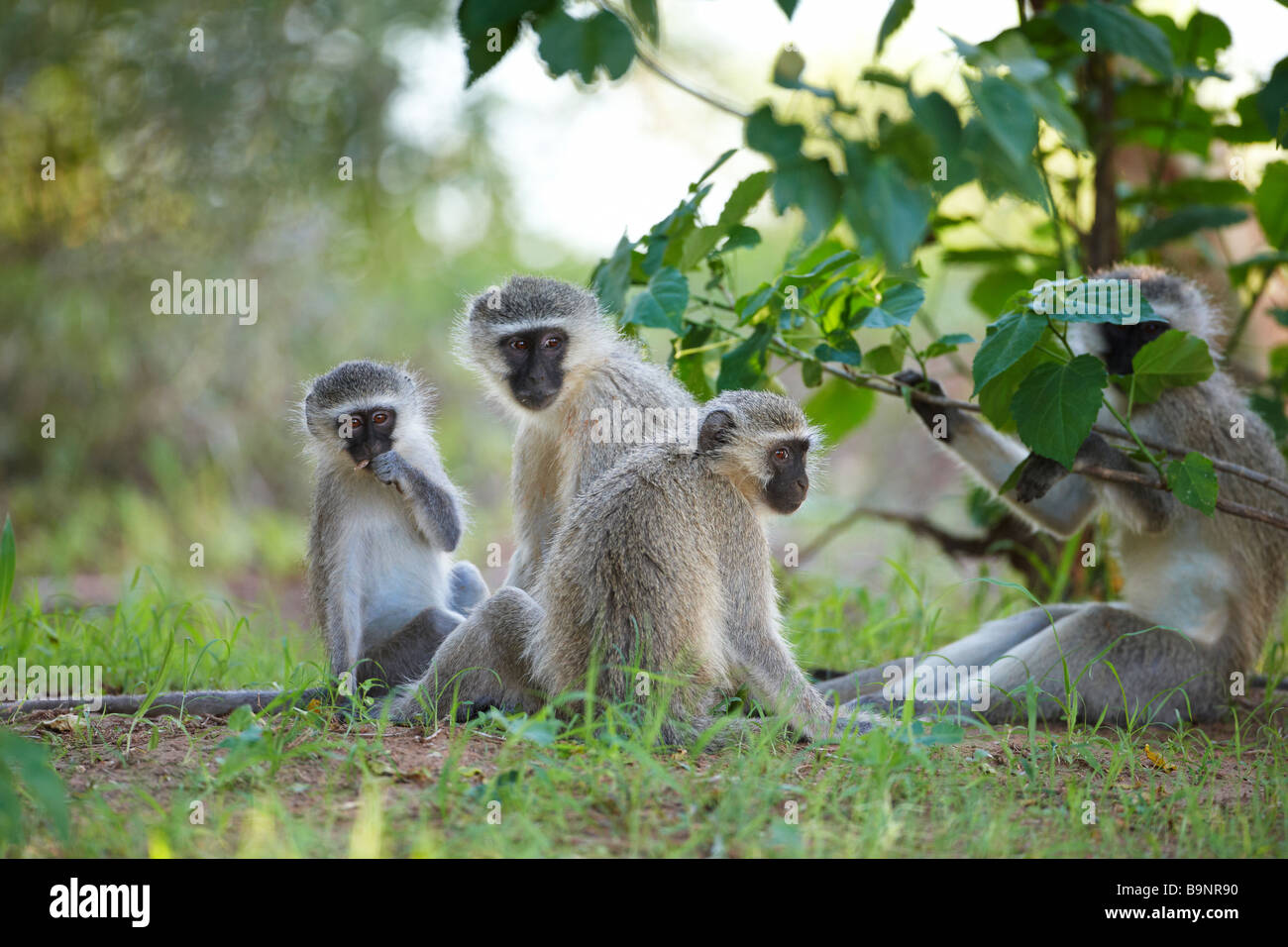 Famiglia di scimmie vervet nella boccola, Kruger National Park, Sud Africa Foto Stock