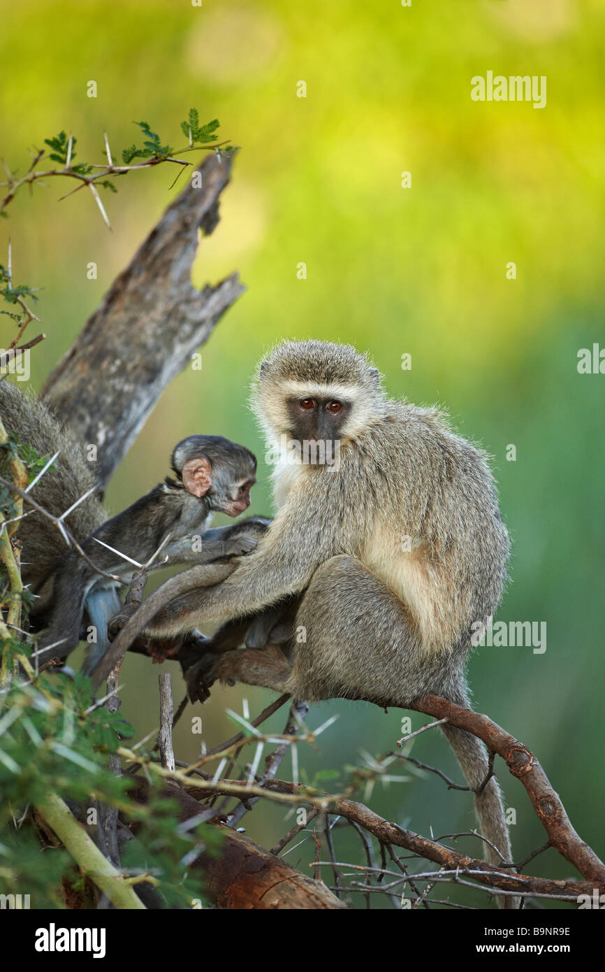 Vervet monkey con il bambino nel bush, il Parco Nazionale Kruger, Sud Africa Foto Stock