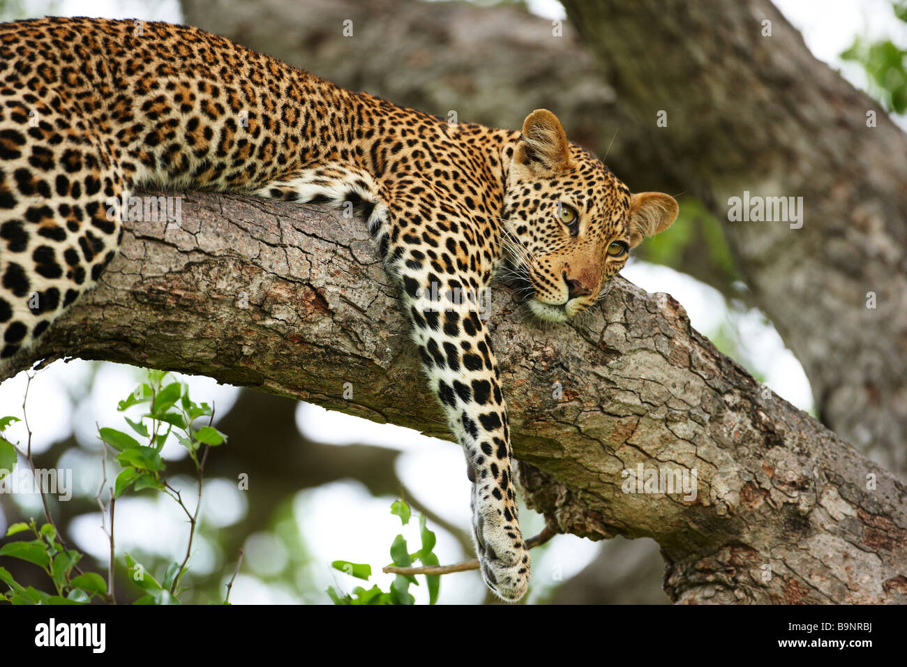 Leopard in appoggio in una struttura ad albero, Kruger National Park, Sud Africa Foto Stock
