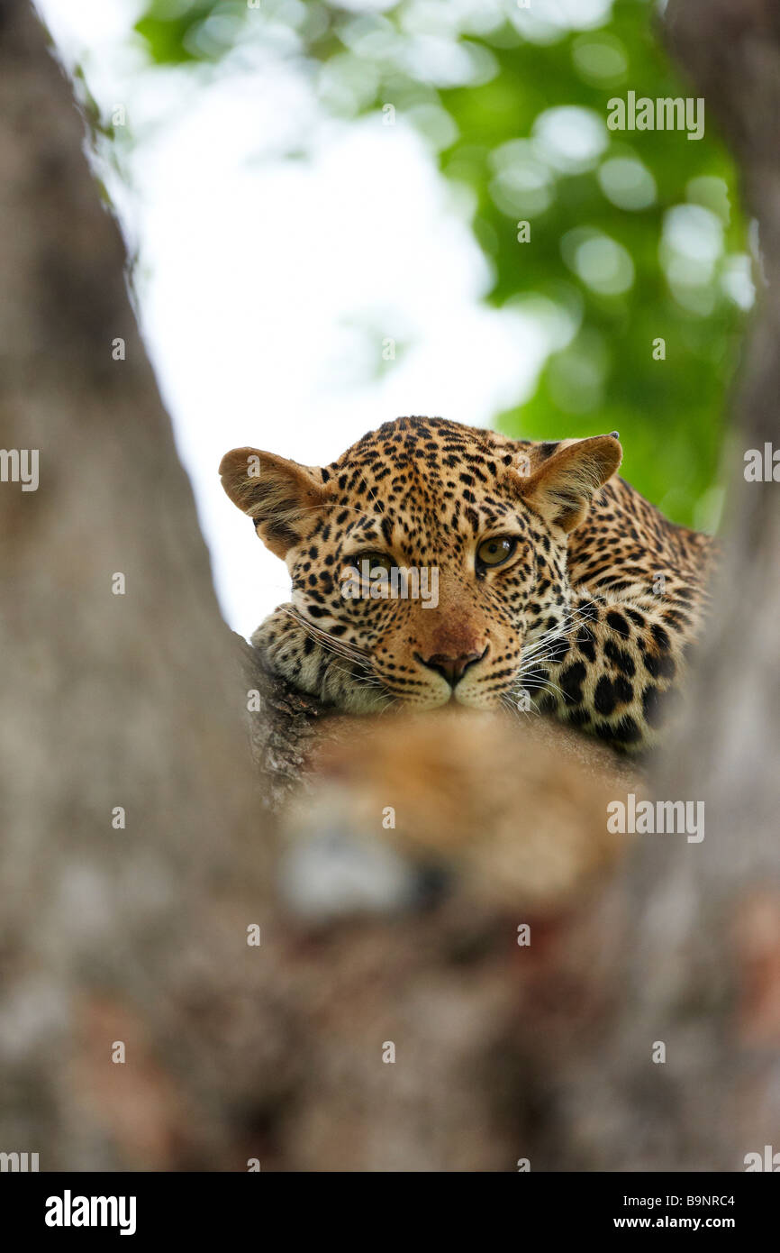 Leopardi in appoggio in una struttura ad albero, Kruger National Park, Sud Africa Foto Stock