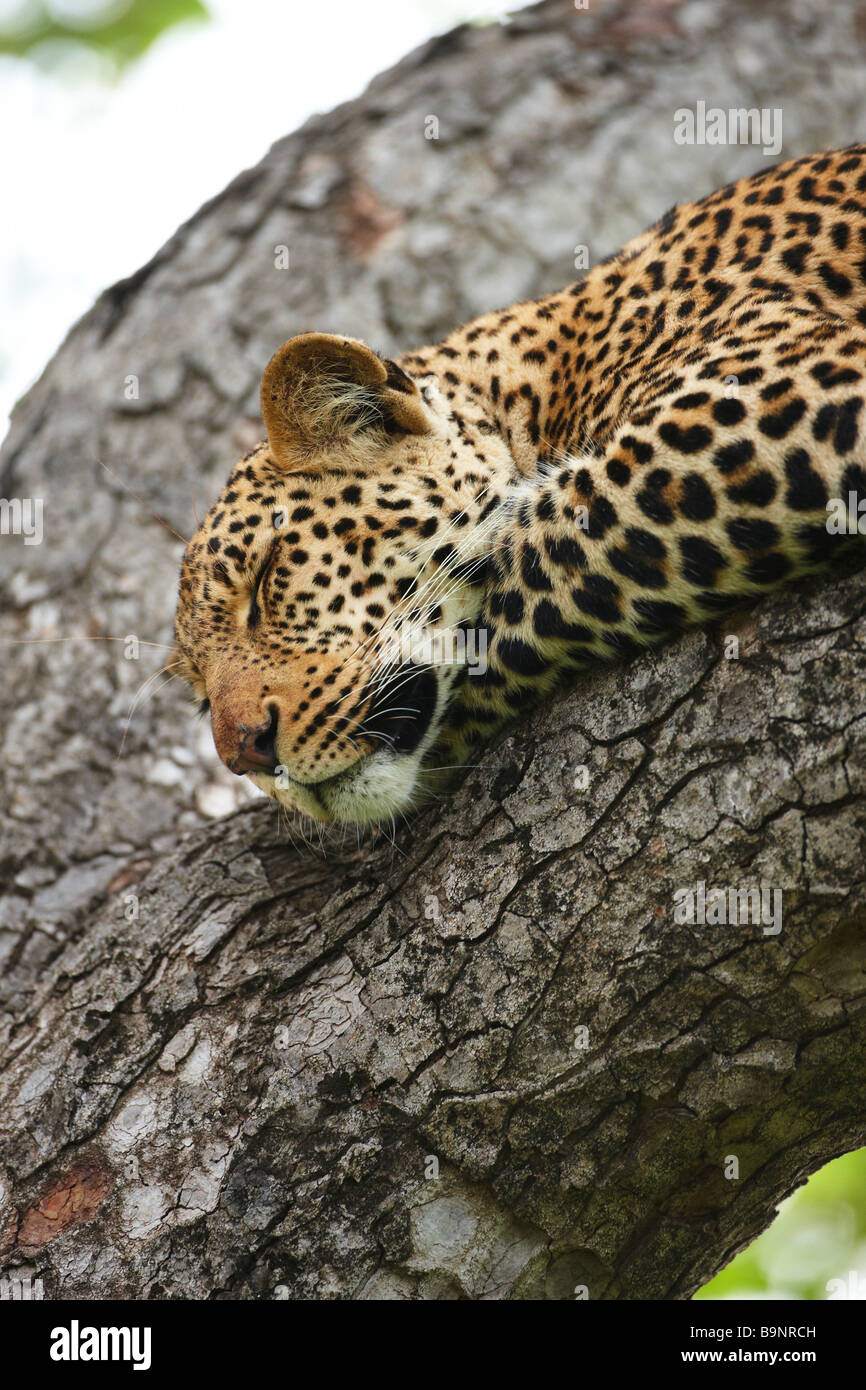 Leopard dormire in una struttura ad albero, Kruger National Park, Sud Africa Foto Stock