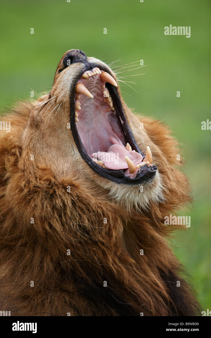Dettaglio della testa di un leone che sbadiglia nella boccola, Kruger National Park, Sud Africa Foto Stock