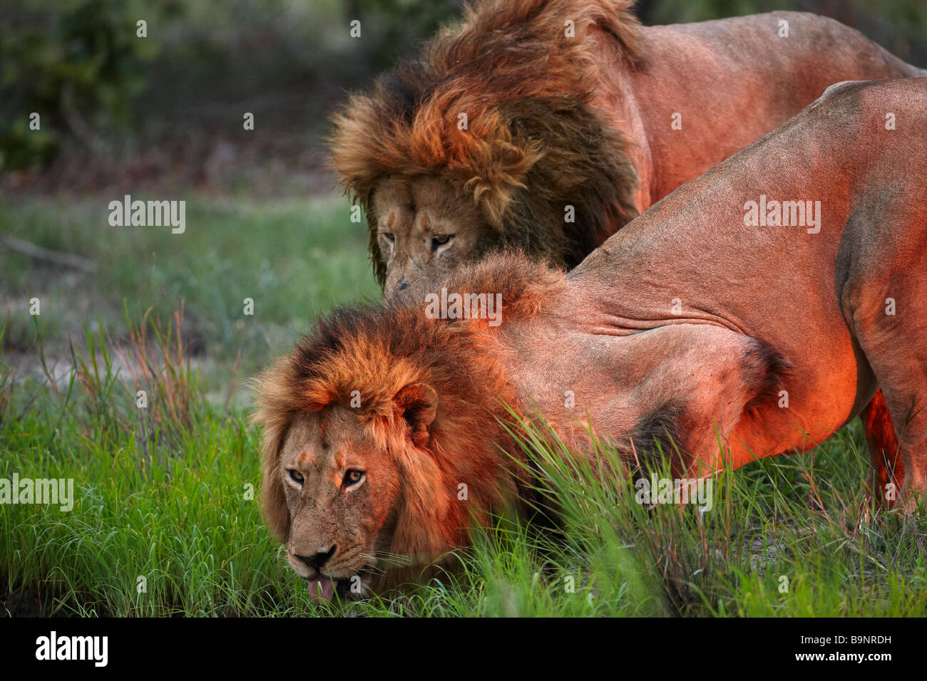 Due leoni di bere da un waterhole nella boccola, Kruger National Park, Sud Africa Foto Stock
