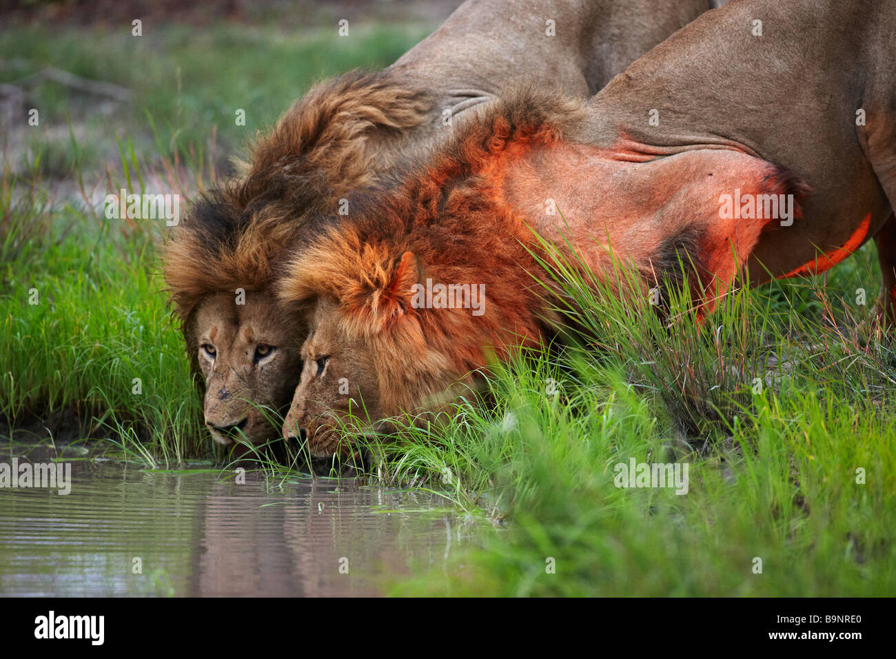 Due leoni di bere da un waterhole al tramonto nel bush, il Parco Nazionale Kruger, Sud Africa Foto Stock