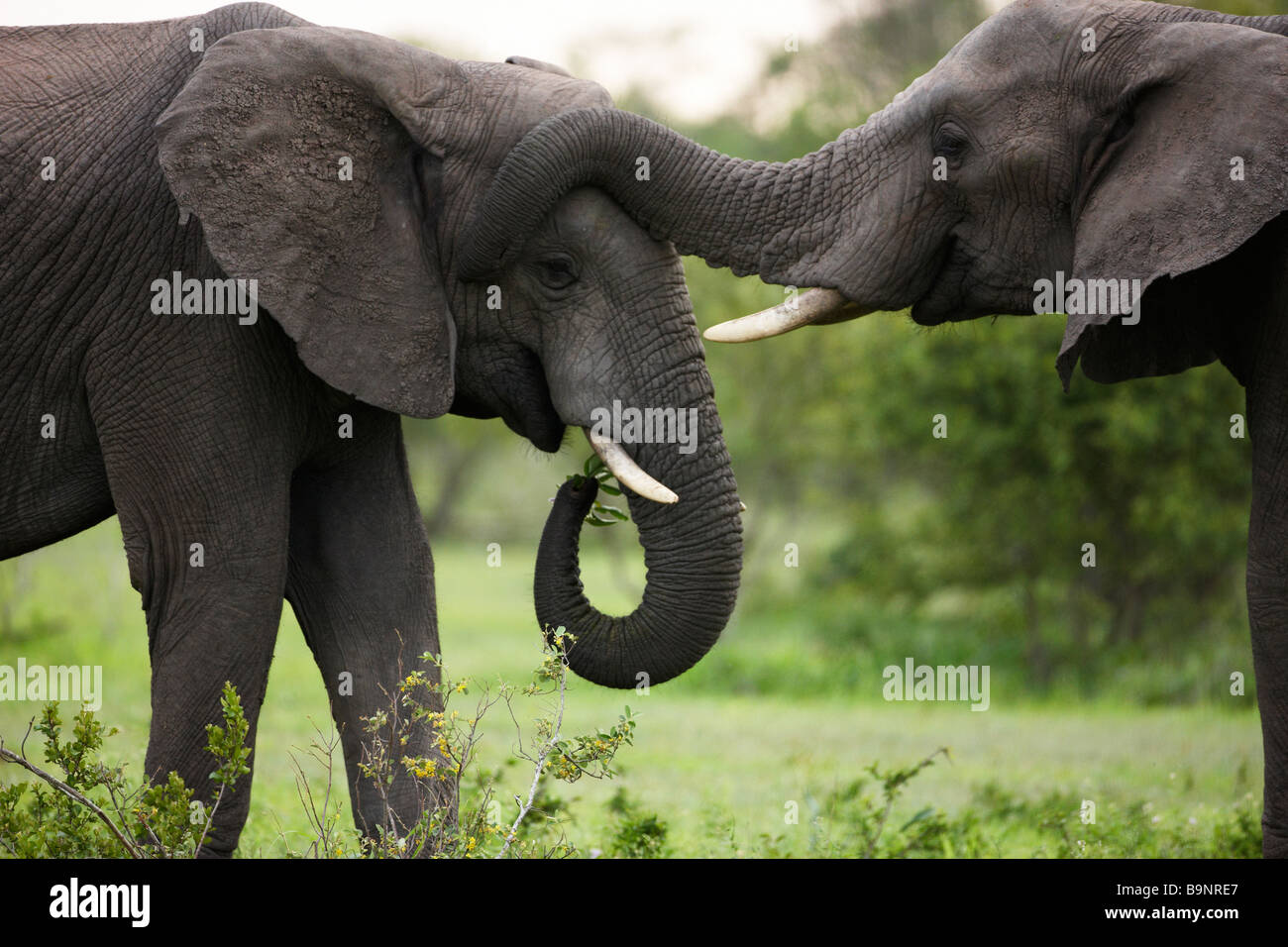 Due elefanti africani incollaggio nella boccola, Kruger National Park, Sud Africa Foto Stock