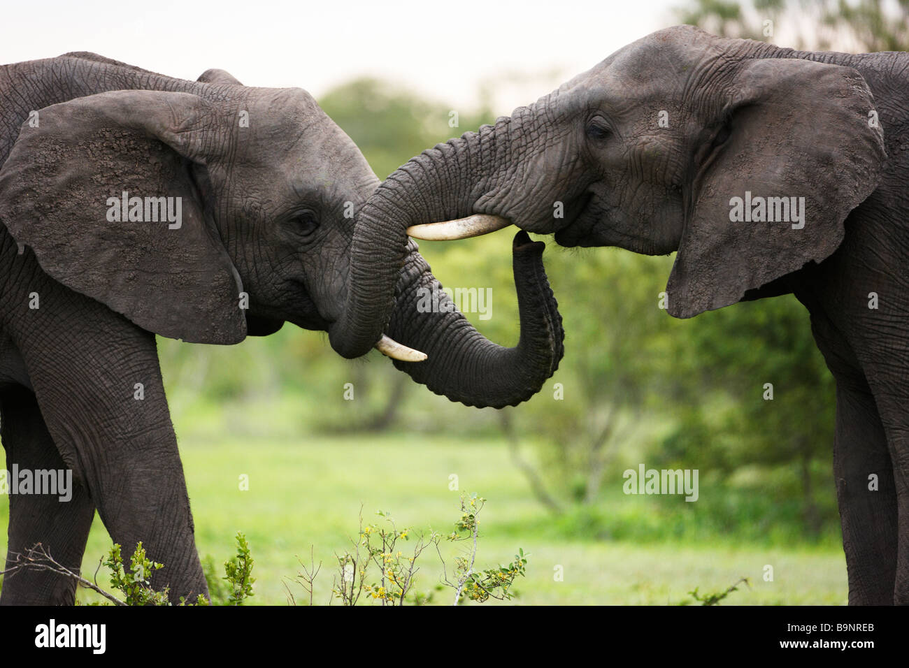 Due elefanti africani incollaggio nella boccola, Kruger National Park, Sud Africa Foto Stock