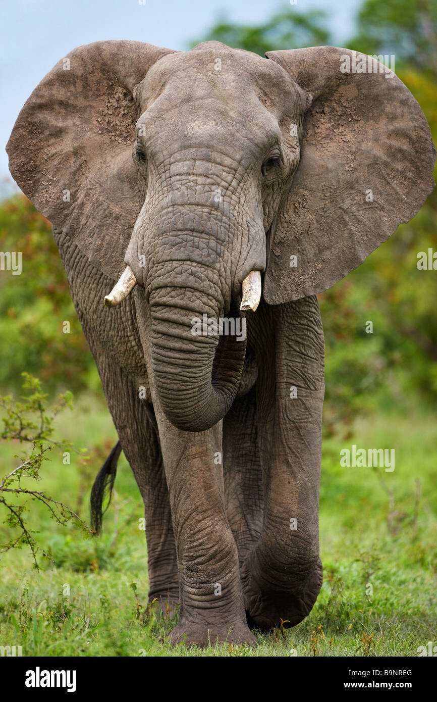 Elefante africano di simulazione di ricarica nella boccola, Kruger National Park, Sud Africa Foto Stock