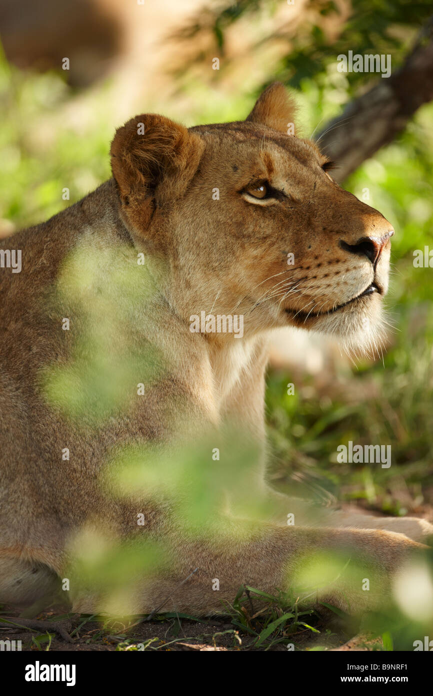 Leonessa contemplativa nella boccola, Kruger National Park, Sud Africa Foto Stock