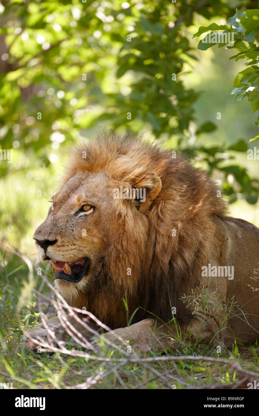 Lion in appoggio nel bush, il Parco Nazionale Kruger, Sud Africa Foto Stock