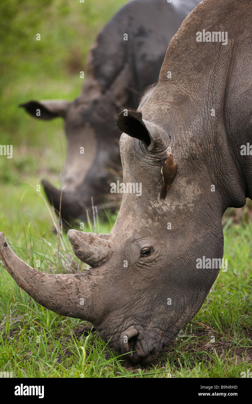 Due rinoceronte bianco che pascolano nella boccola con un rosso fatturati oxpecker arroccato su una pelle, Kruger National Park, Sud Africa Foto Stock