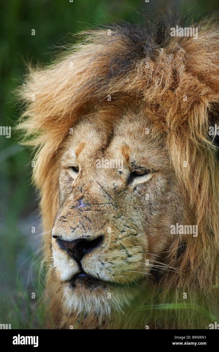 Ritratto di un pensieroso leone maschio in appoggio nel bush, il Parco Nazionale Kruger, Sud Africa Foto Stock