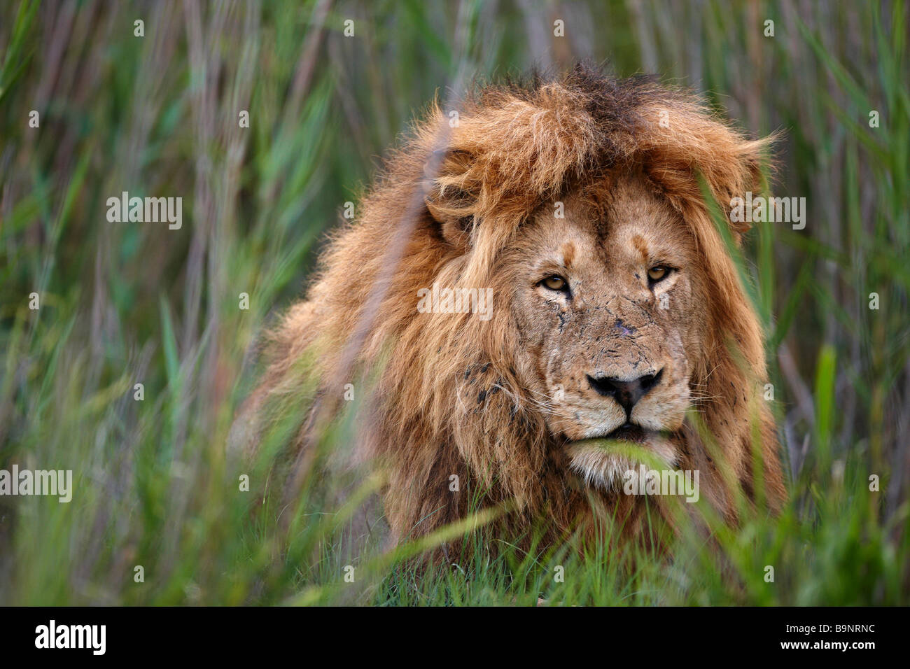 Ritratto di Lion in appoggio nel bush, il parco nazionale Kruger, Sud Africa Foto Stock