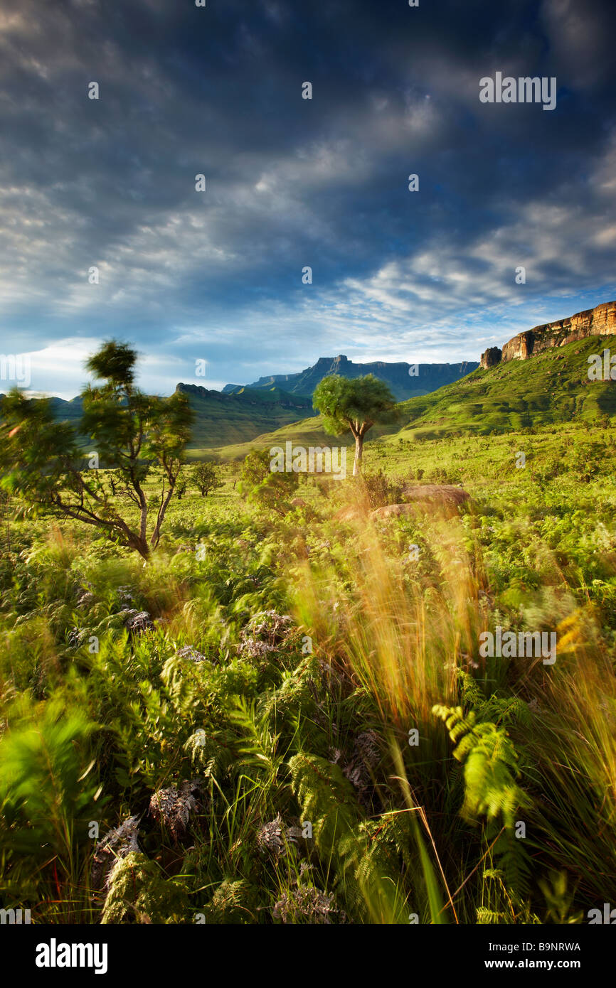 L'Anfiteatro, Royal Natal National Park, Drakensberg Mountains, KwaZulu Natal, Sud Africa Foto Stock