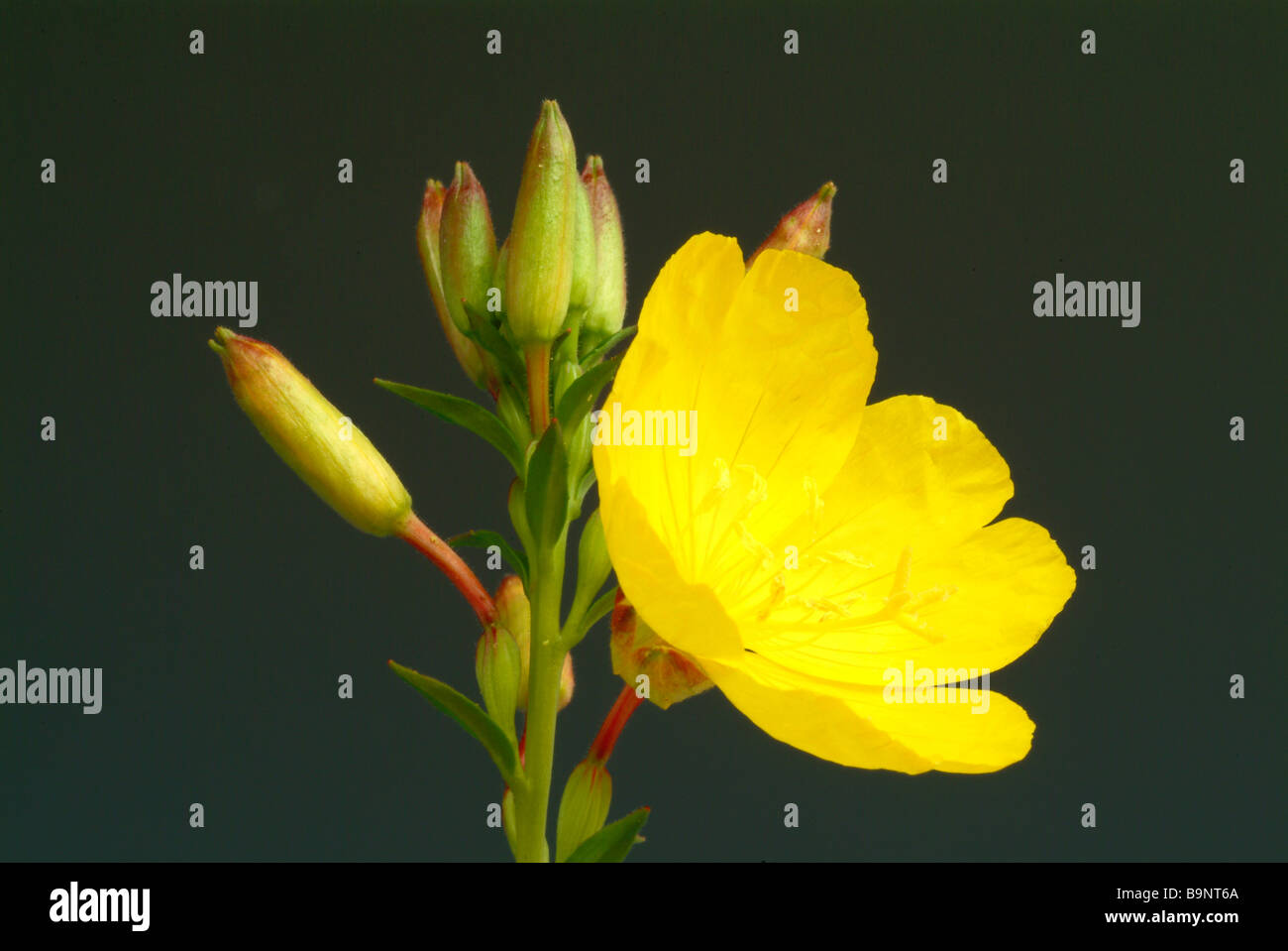 Piante medicinali Rapontika Nachtkerze grosse Nachtkerze Evening Primerose primrose Oenothera biennis Foto Stock