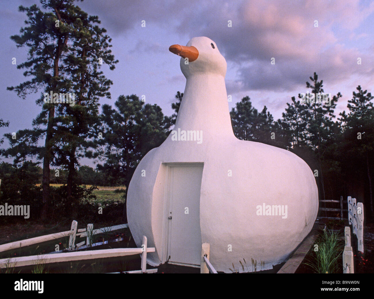 Il grande Duck 2 Foto Stock