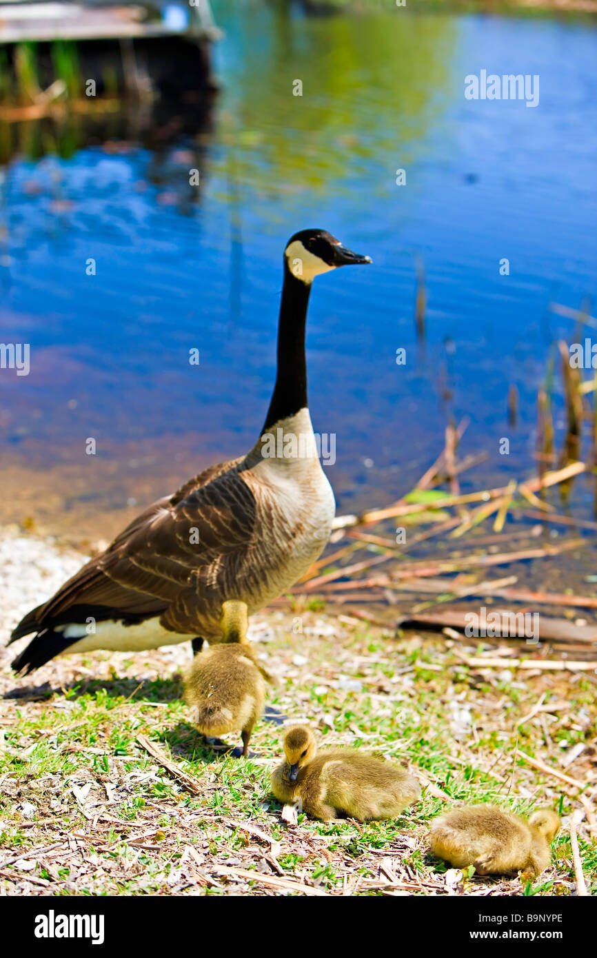 Oche canadesi, Branta canadensis, presso la palude Boardwalk in punto La Pelée National Park, Leamington, Ontario, Canada. Foto Stock