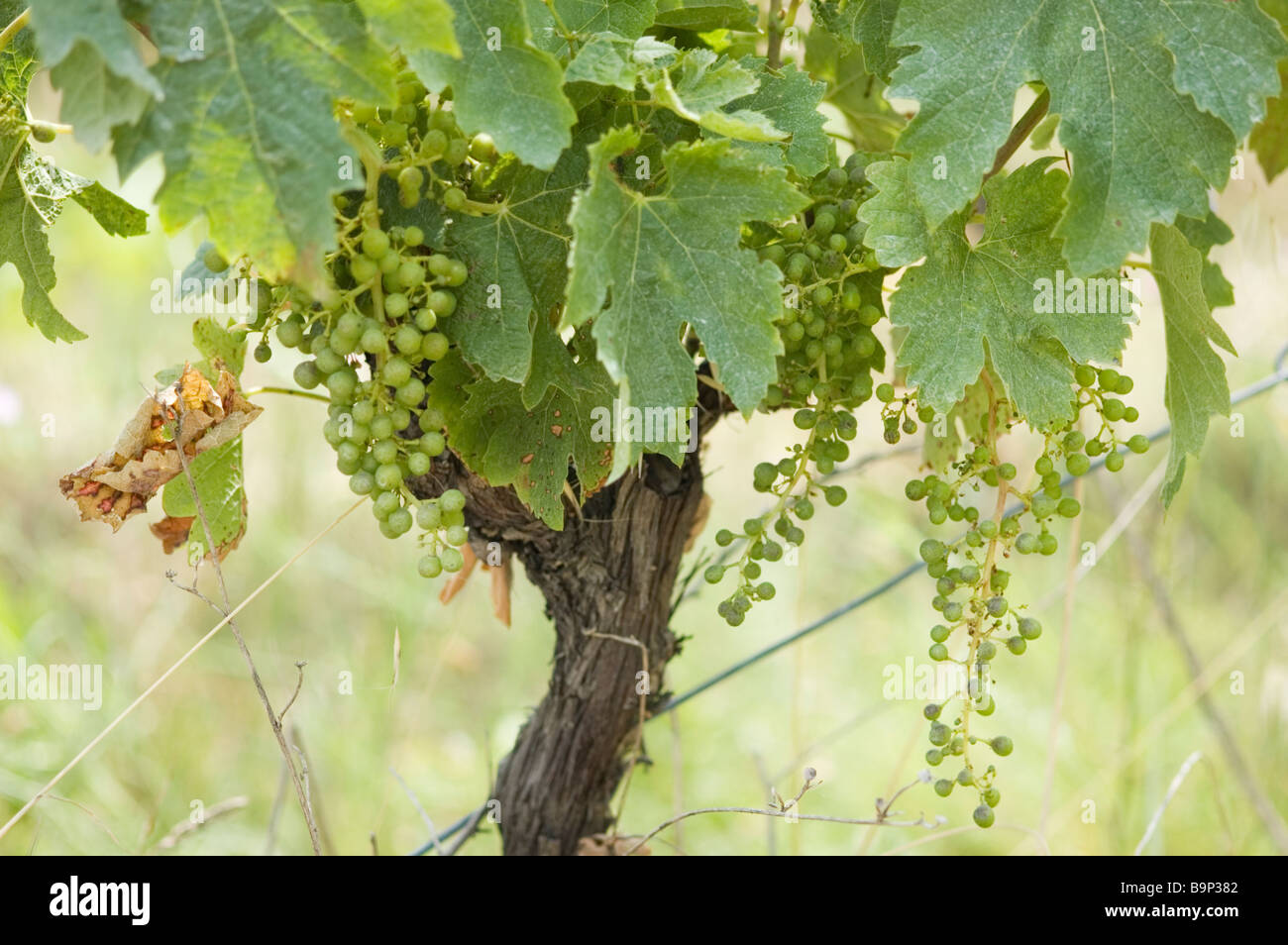 Vite con uva nella regione Languedoc di Francia. Foto Stock