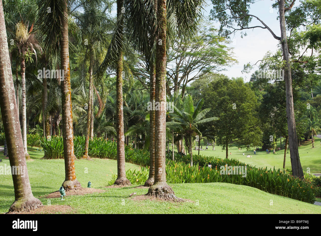 Palm Valley in Singapore Botanic Gardens Foto Stock