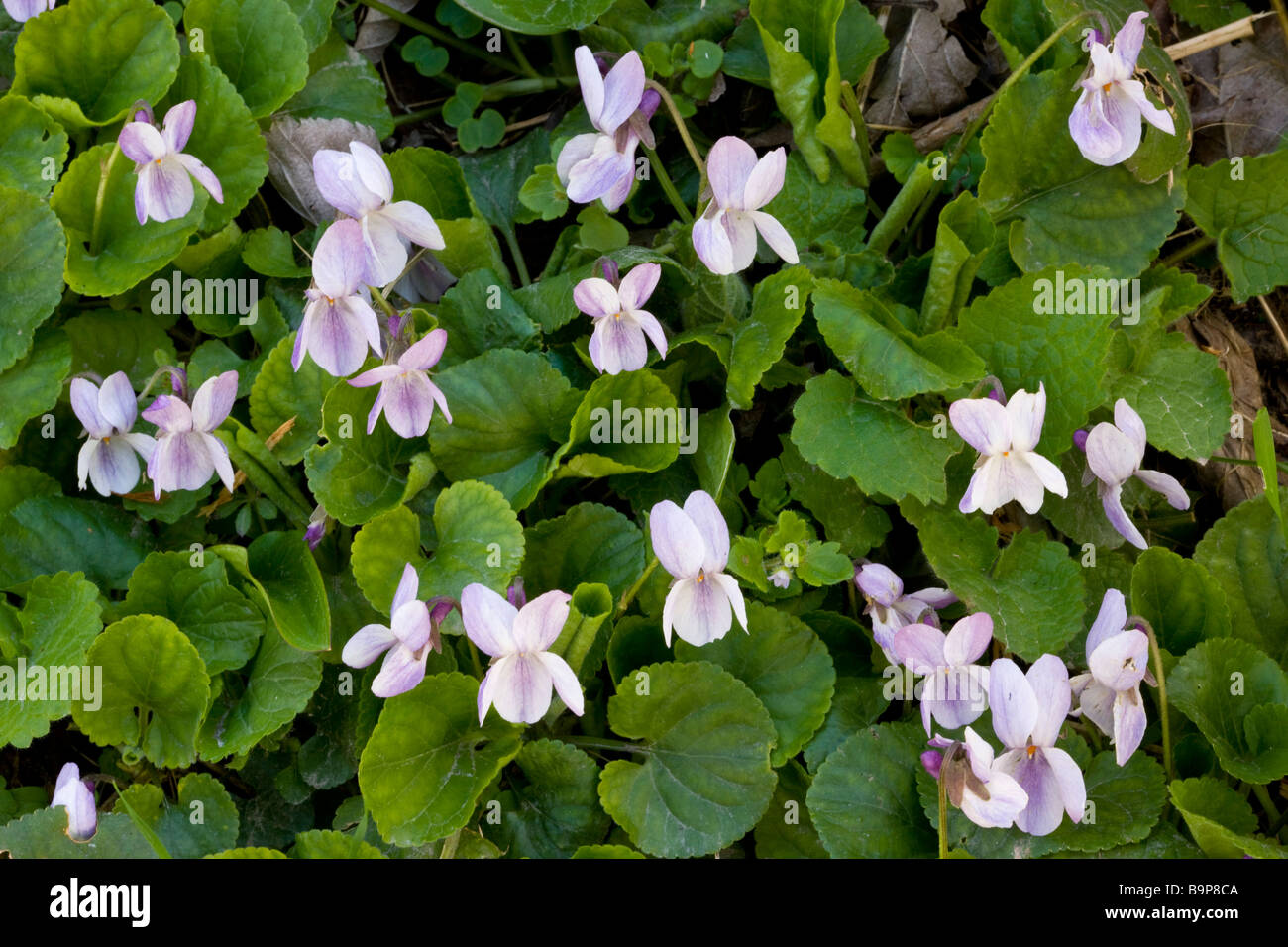 Dolce Mammola Viola odorata in primavera sulla banca di bosco Dorset Foto Stock