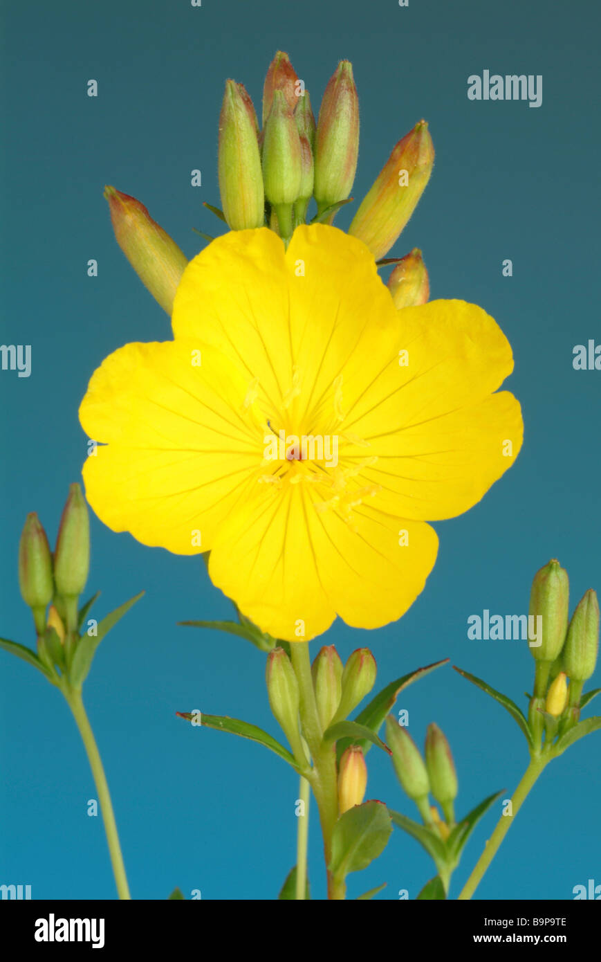 Piante medicinali Rapontika Nachtkerze grosse Nachtkerze Evening Primerose primrose Oenothera biennis Foto Stock
