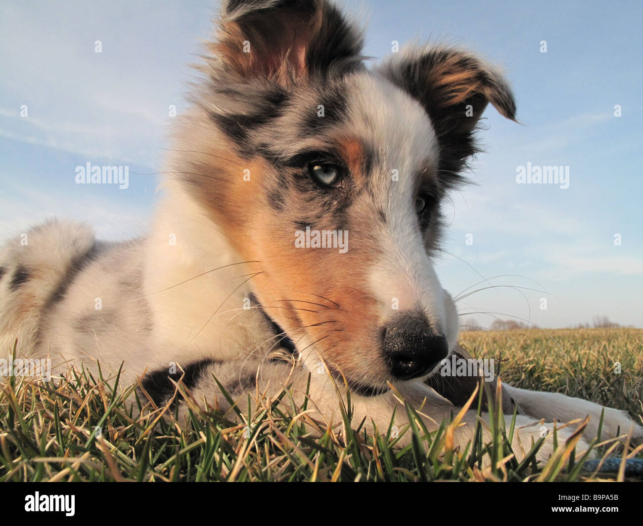 Sheltie cucciolo masticare su stick all'esterno. Foto Stock