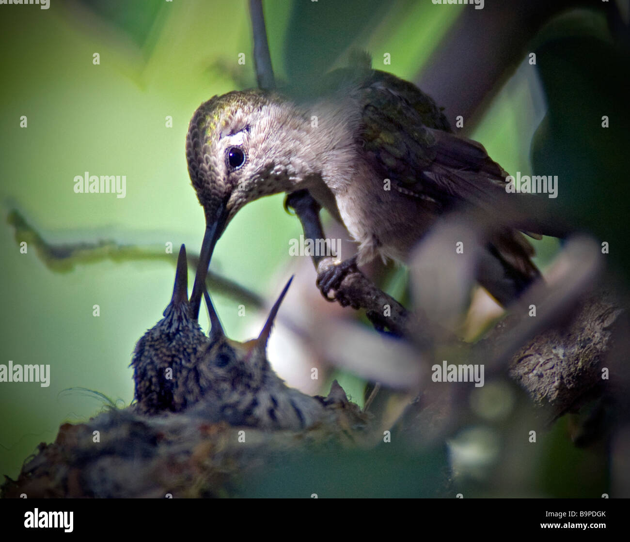 Black chinned hummingbird alimentazione principale Foto Stock