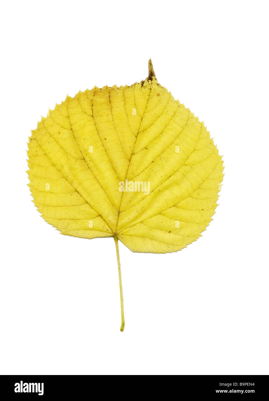 Giallo autunno foglie Foto Stock