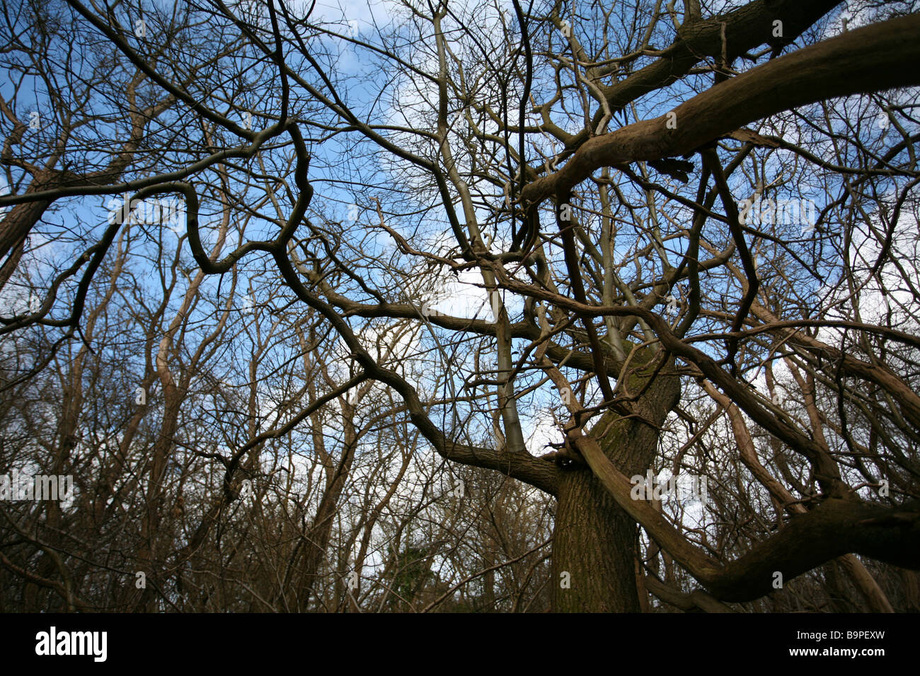 Surrey woodland rami aggrovigliati Foto Stock