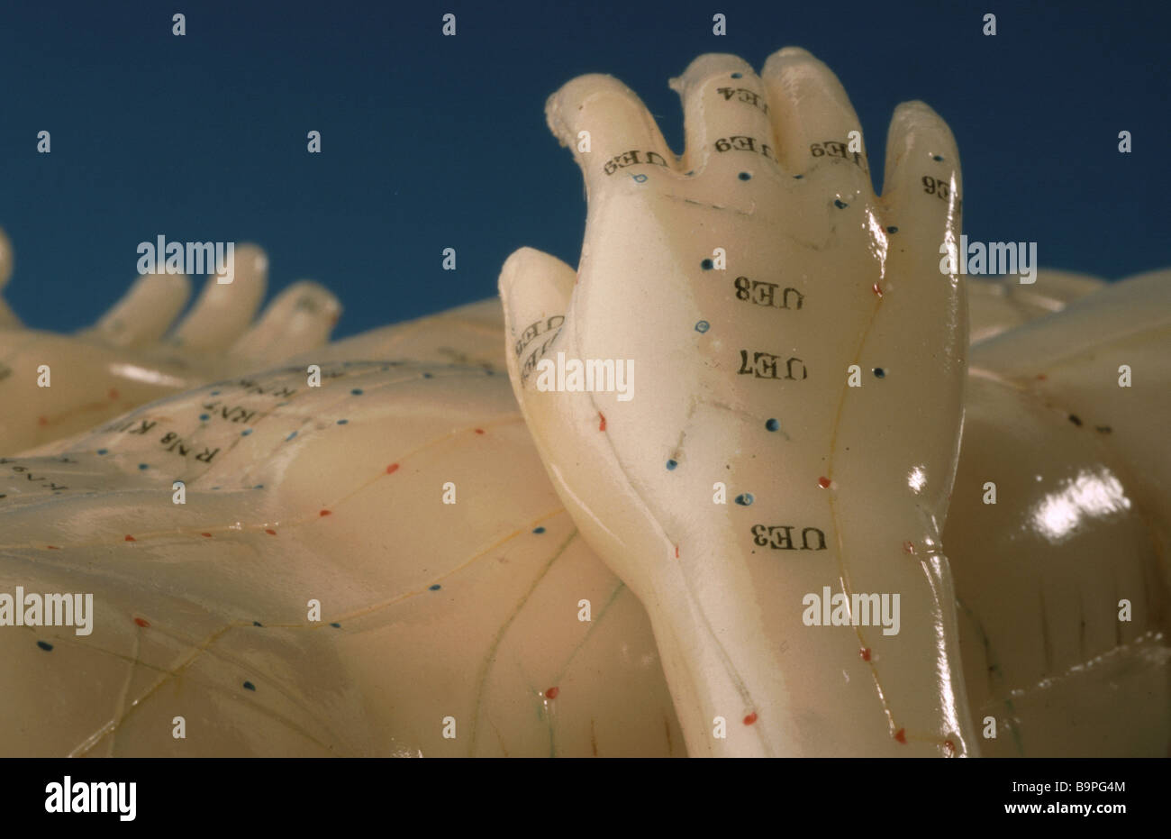 I punti di agopuntura del corpo umano qui mostrato su un modello di corsi di formazione Foto Stock