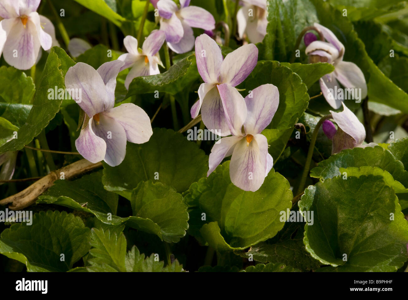 Dolce Mammola Viola odorata in primavera sulla banca di bosco Dorset Foto Stock