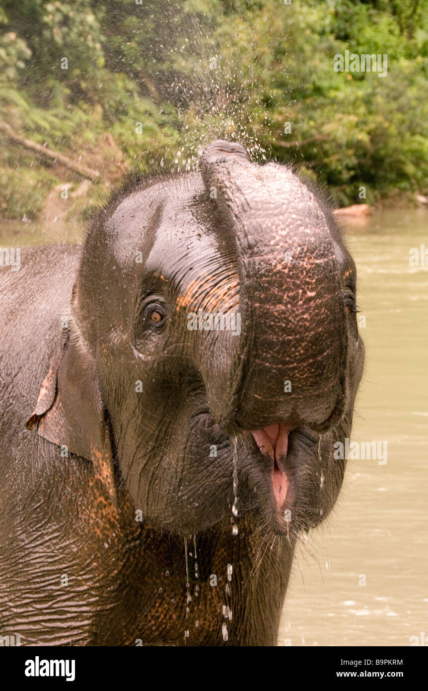 Elefante di Sumatra lavaggio a Tangkahan Foto Stock