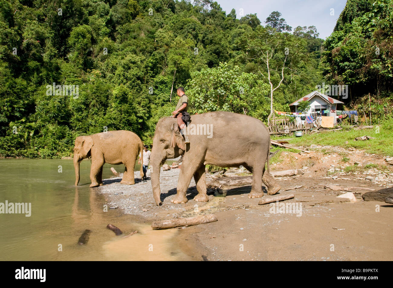 Elefante di Sumatra con il suo mahout a Tangkahan Foto Stock