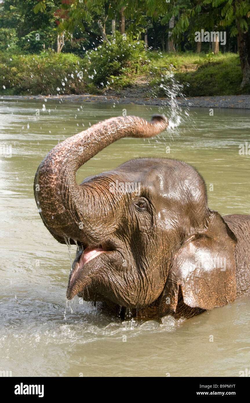 Elefante di Sumatra la balneazione nel fiume presso Tangkahan Foto Stock