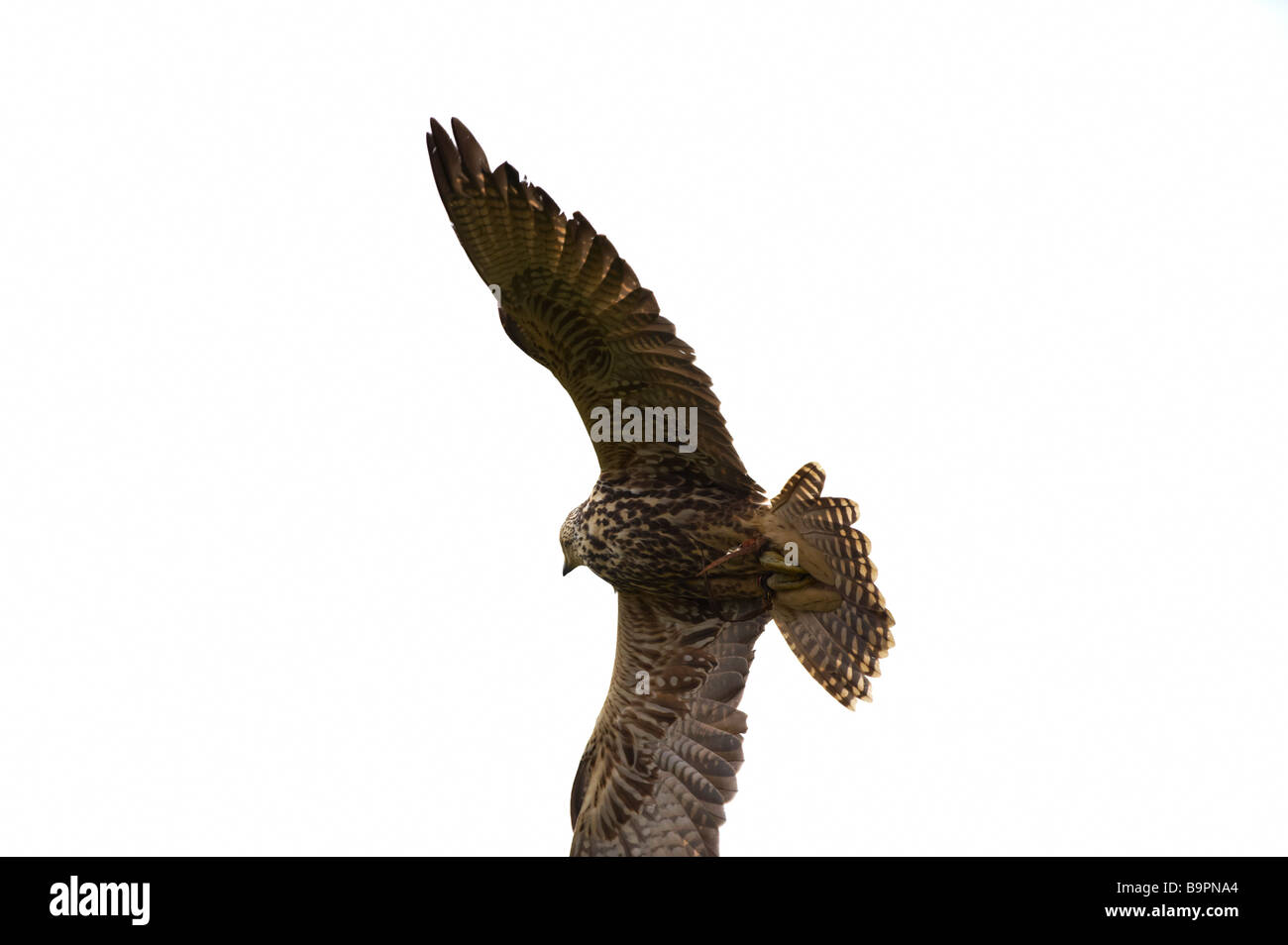 Hybrid Falcon battenti la visualizzazione per i turisti Centro internazionale per gli uccelli da preda Newent Gloustershire Foto Stock