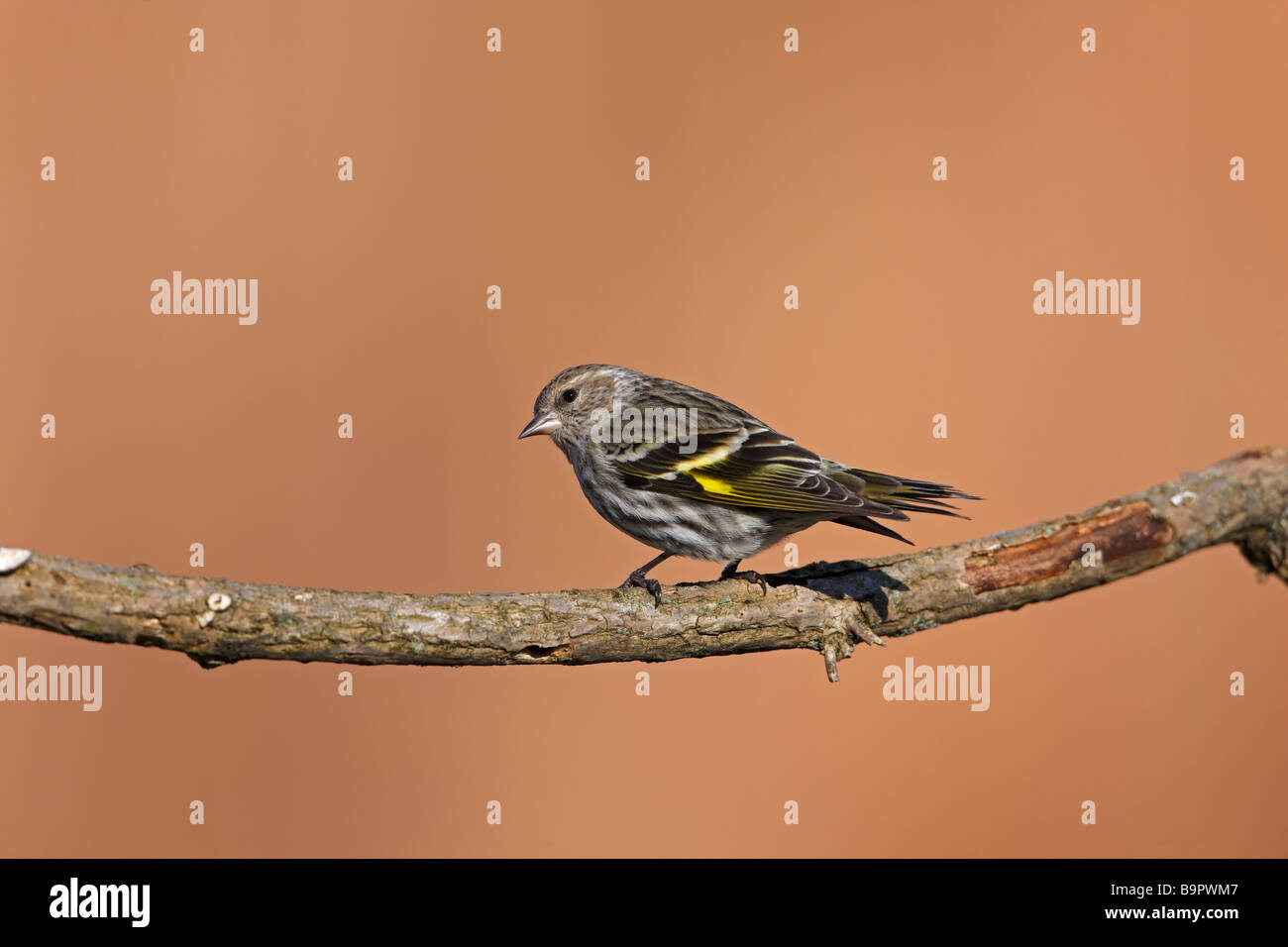 Pine Lucherino Carduelis pinus pinus maschio su lichene ramo coperti Foto Stock