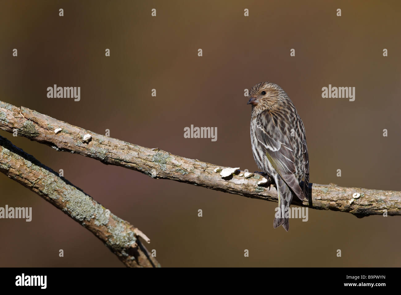Pine Lucherino Carduelis pinus pinus femmina su lichene ramo coperti Foto Stock