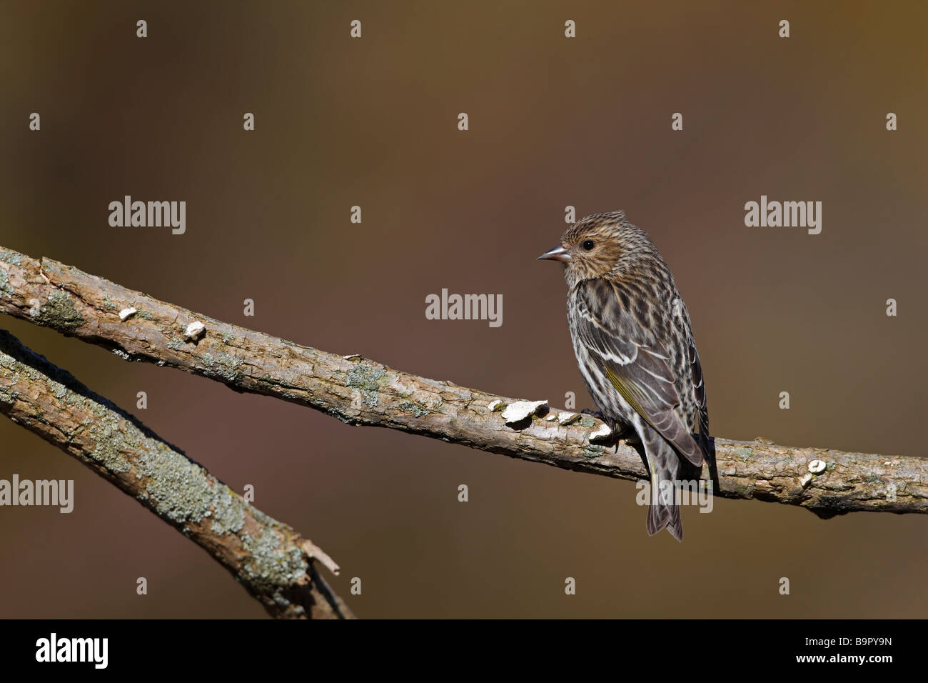 Pine Lucherino Carduelis pinus pinus femmina su lichene ramo coperti Foto Stock
