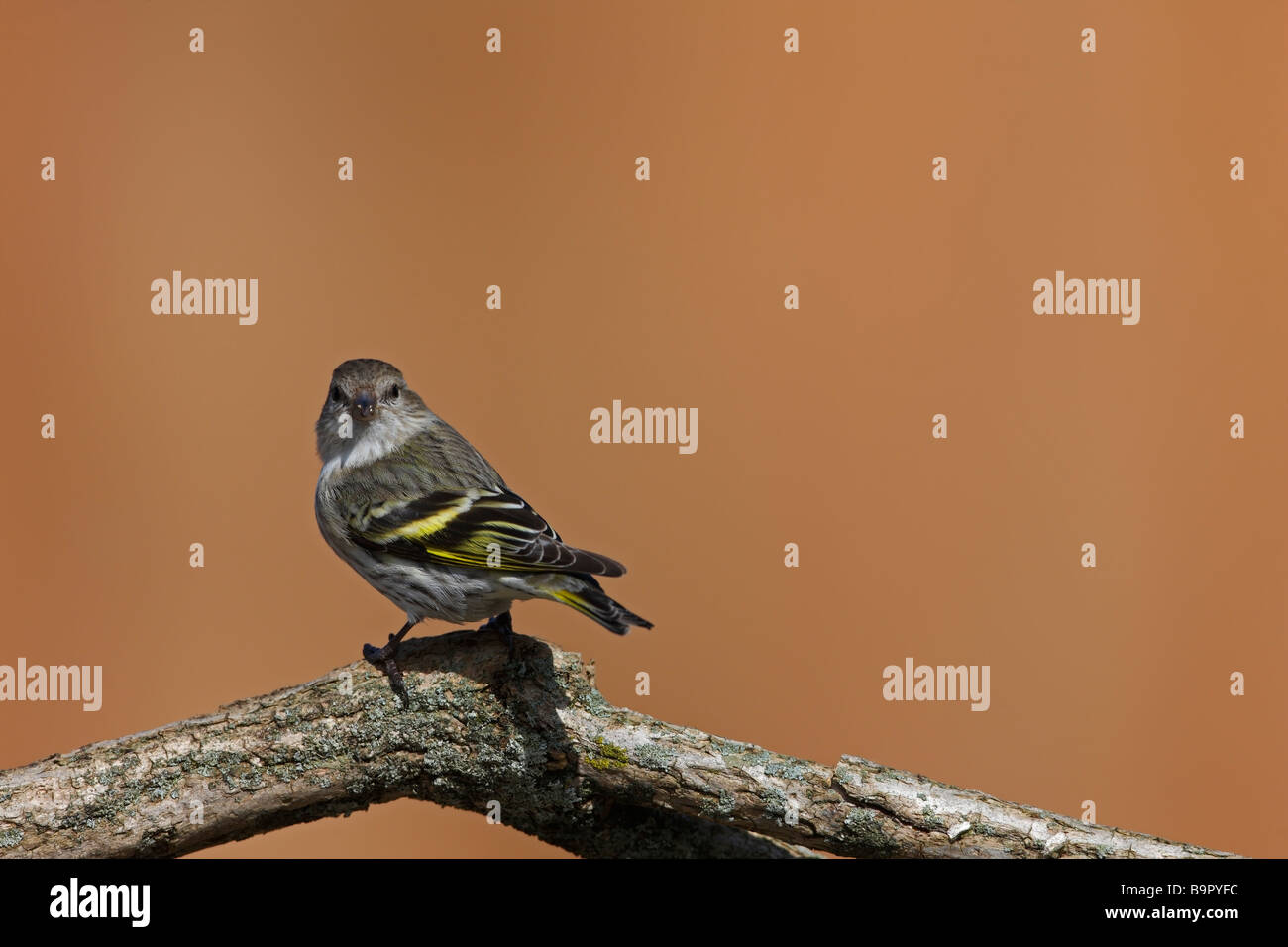 Pine Lucherino Carduelis pinus pinus maschio su lichene ramo coperti Foto Stock