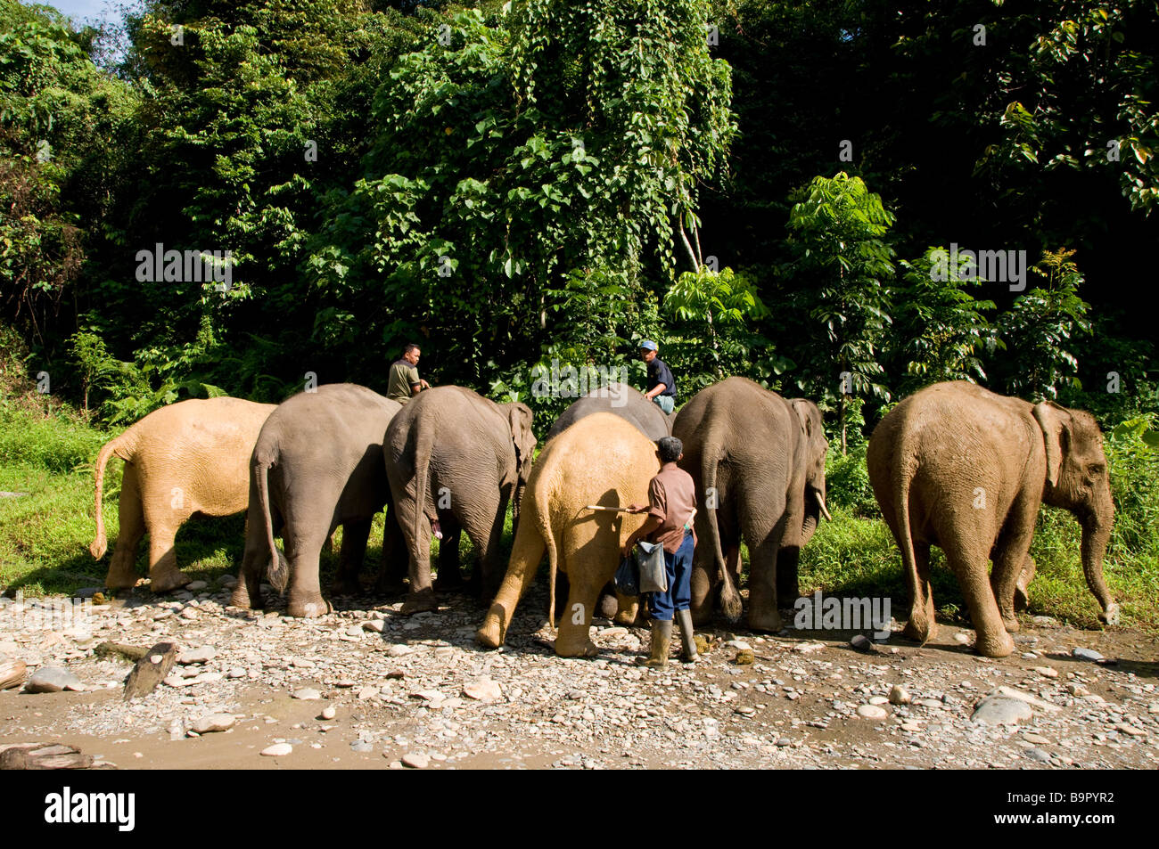 Gli elefanti in Sumatra Tangkahan allineati pronti per il lavaggio di mattina Foto Stock