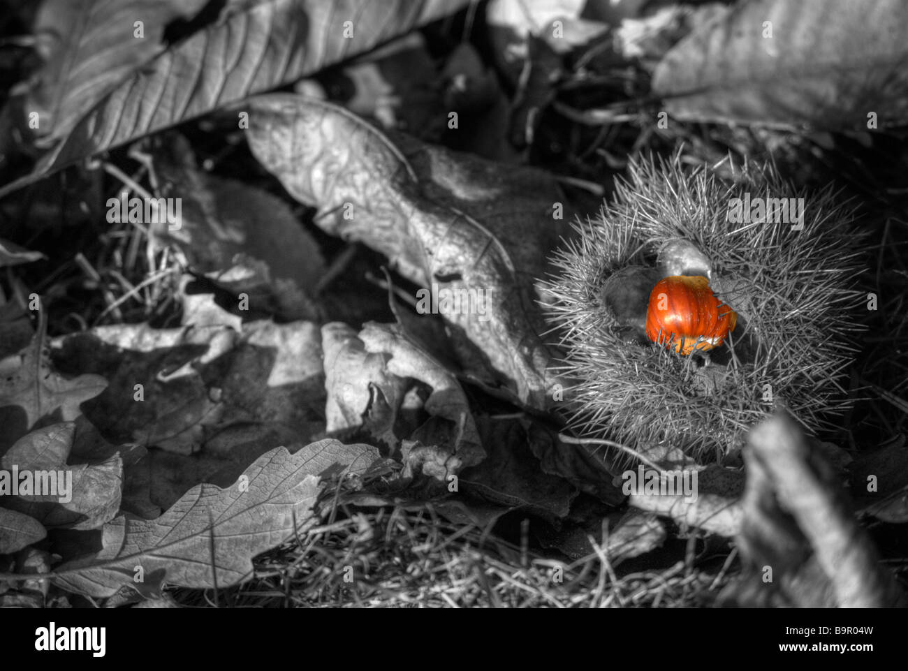 Bianco & Nero Conker colorato Foto Stock