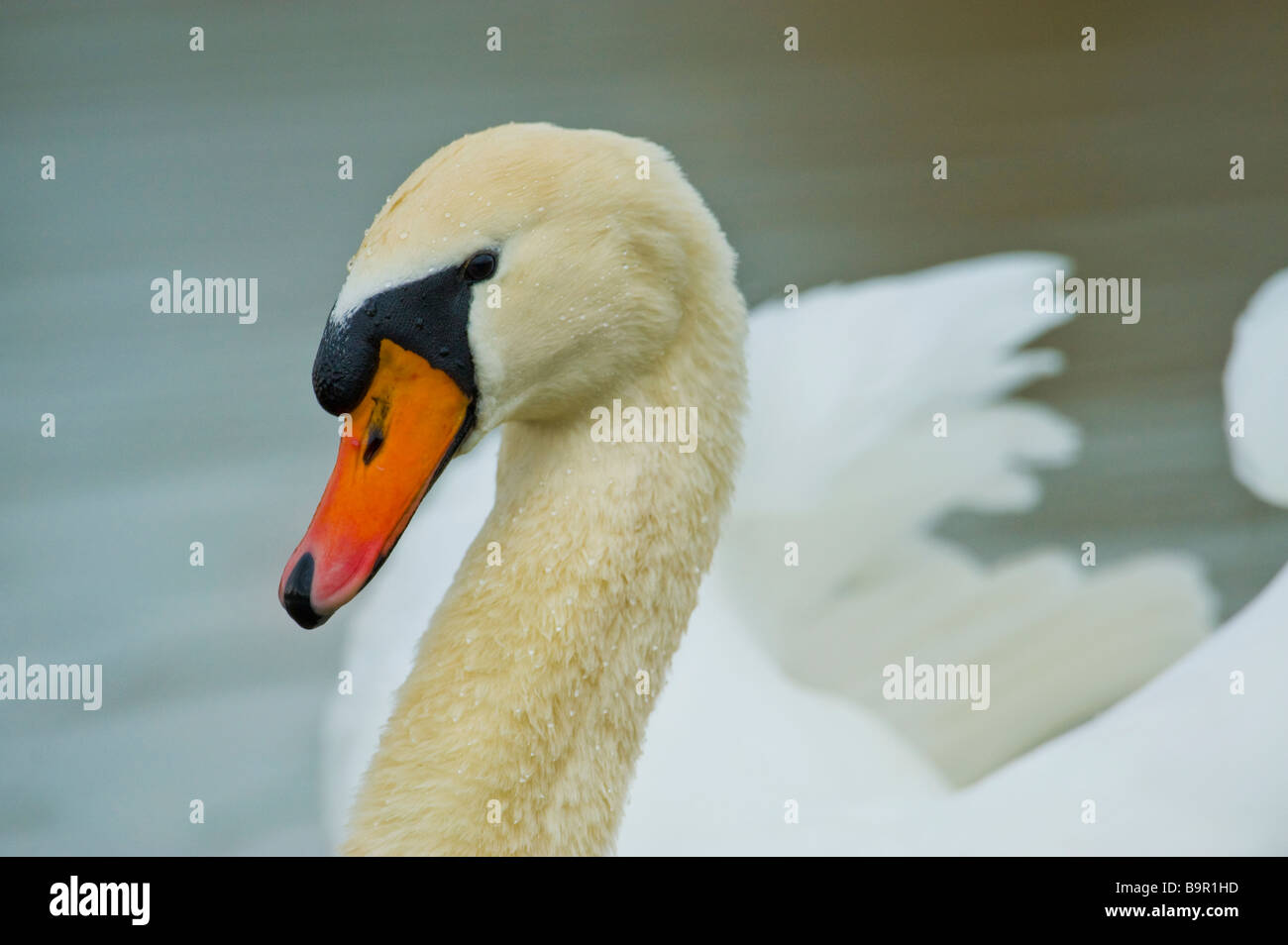 Un cigno selvatico ritratto con 600 mm tele telelense lente bianca uccello animale acqua scorrevolezza glide swimm grandious piscina bellissima Foto Stock