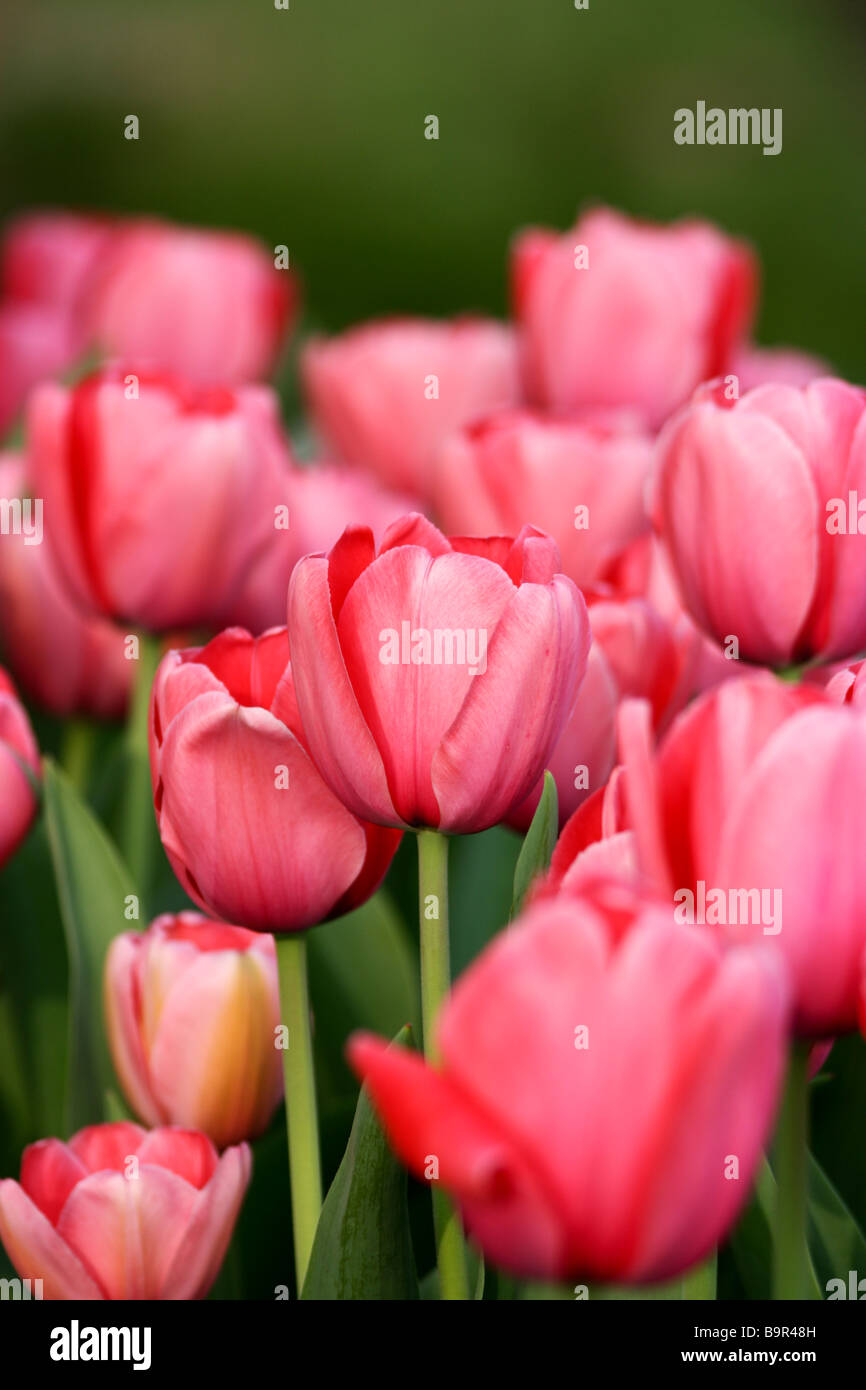 Rosa Campo di tulipani Foto Stock