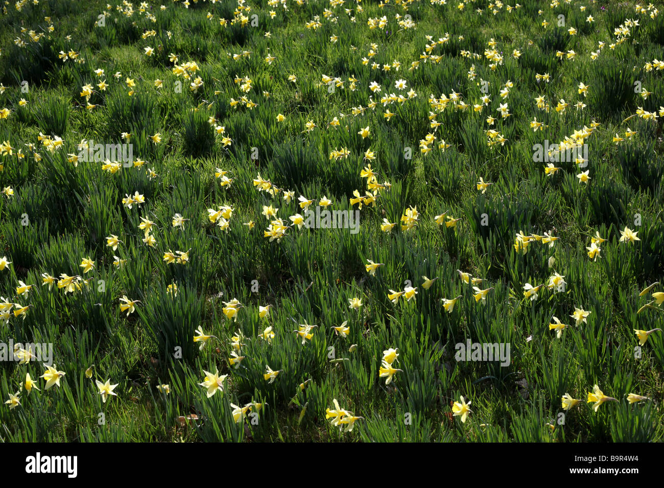Campo di erba verde e daffodil Foto Stock