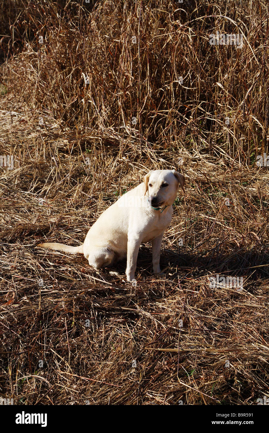 Cane da caccia White lab lavora su un campo in cerca di selvaggina di penna Foto Stock