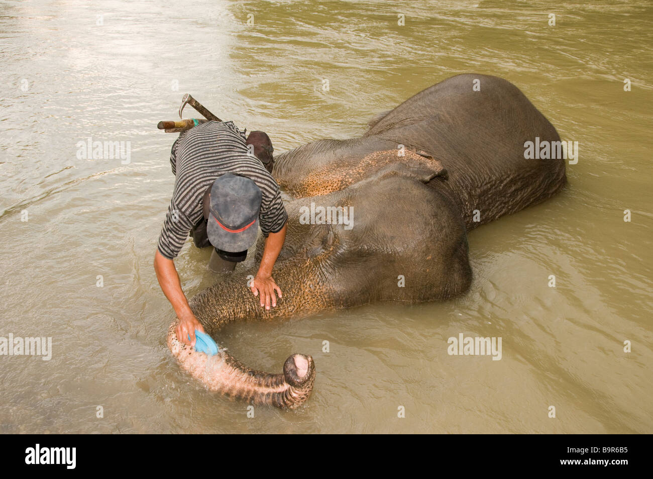 Elefante di Sumatra essendo lavato dal suo mahout nel fiume presso Tangkahan Foto Stock